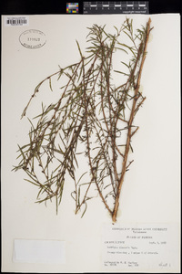 Ludwigia linearis image