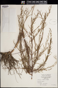 Ludwigia linearis image