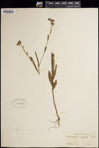 Ludwigia maritima image