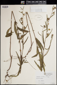 Ludwigia maritima image