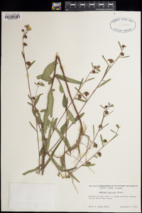 Ludwigia maritima image