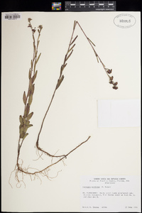 Ludwigia maritima image