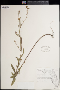 Ludwigia maritima image