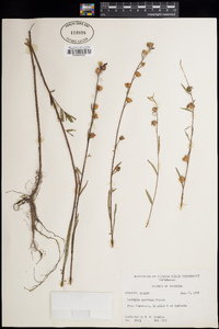 Ludwigia maritima image