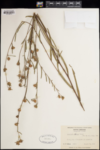 Ludwigia maritima image