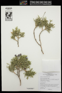 Juniperus osteosperma image