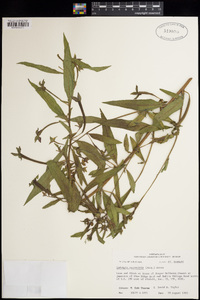 Ludwigia octovalvis image