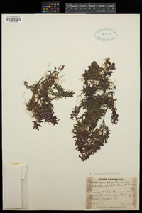 Ludwigia palustris var. palustris image