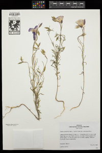 Clarkia cylindrica image