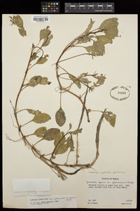 Ludwigia peploides image