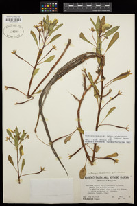 Ludwigia peploides image