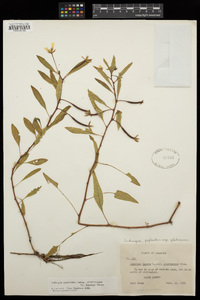 Ludwigia peploides image