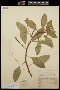 Ludwigia peploides image