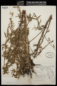 Ludwigia pilosa image