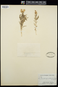 Oenothera albicaulis image