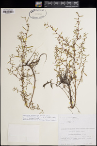 Ludwigia glandulosa image