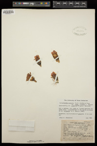 Coryphantha vivipara var. rosea image