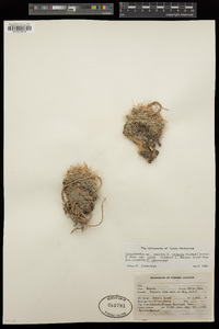 Coryphantha vivipara image