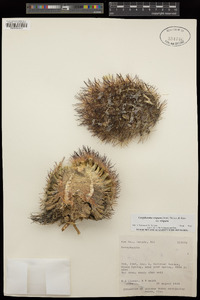 Coryphantha vivipara image