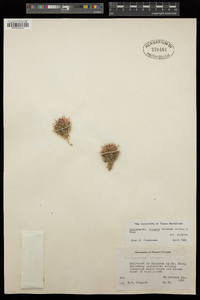 Coryphantha vivipara image