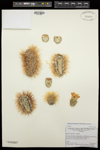 Cylindropuntia bigelovii image