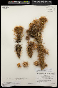 Cylindropuntia echinocarpa image