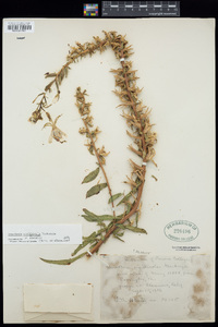 Oenothera argillicola image