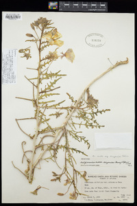 Oenothera californica image