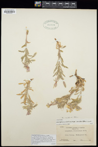 Oenothera californica subsp. avita image