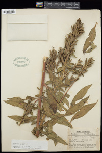 Oenothera biennis image