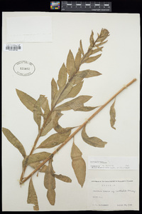 Oenothera biennis image