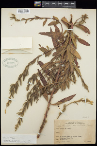 Oenothera biennis image