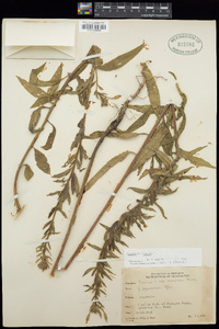 Oenothera biennis image