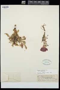 Oenothera cespitosa image