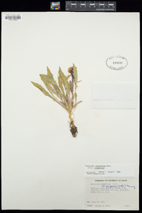 Oenothera cespitosa var. cespitosa image