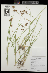 Juncus macrandrus image