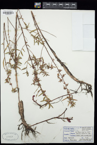 Ludwigia sphaerocarpa image