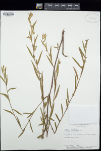 Ludwigia sphaerocarpa image