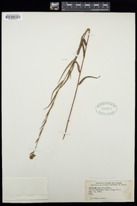 Ludwigia suffruticosa image