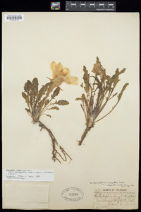 Oenothera cespitosa image