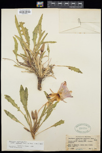 Oenothera cespitosa image