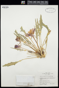 Oenothera cespitosa image