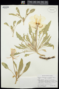 Oenothera cespitosa subsp. marginata image