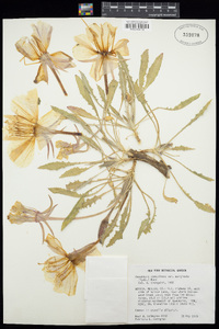 Oenothera cespitosa subsp. marginata image