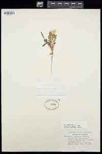 Oenothera cavernae image