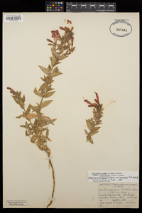 Epilobium canum subsp. latifolium image