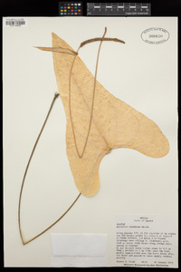 Anthurium ocotepecense image