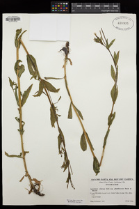 Epilobium ciliatum image