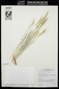 Elymus elymoides var. elymoides image