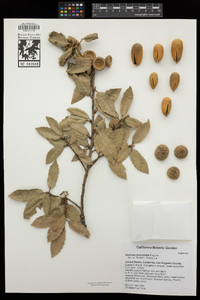 Quercus tomentella image